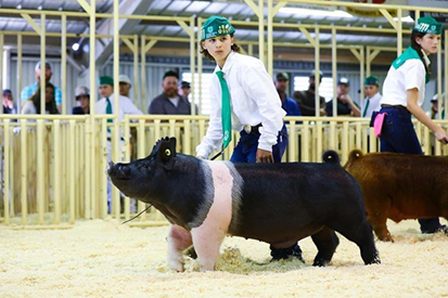 Bob May Livestock Winners