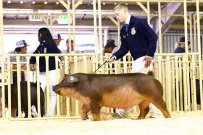 Bob May Livestock Winners