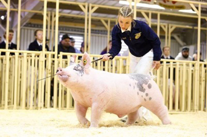 Bob May Livestock Winners