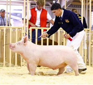 Bob May Livestock Winners