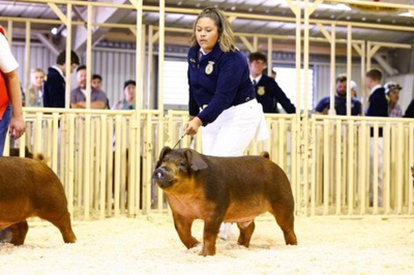 Bob May Livestock Winners