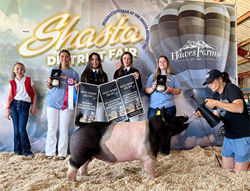 Bob May Livestock Winners
