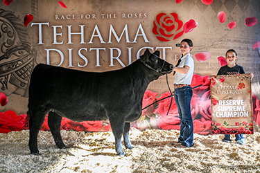 Shyla Davis
Reserve Champion Replacement Heifer
Tehama District Fair