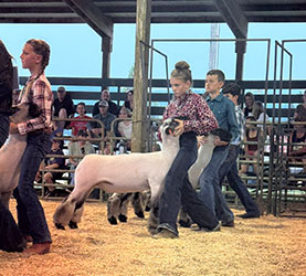 Hattie Jones
Reserve Champion 4-H Market Lamb
Hood River County Fair
Bred by Hobbs Club Lambs