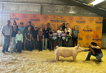 Reserve Champion 4-H York
Santa Barbara County Fair
